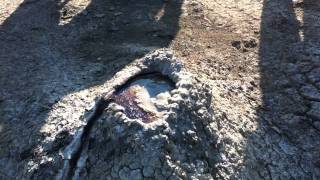 More Oil Seeps 090611