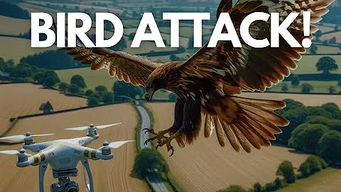 How to protect your drone from bird attacks