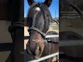 Two Rescued Horses With Curved Clubfeet Never Galloped In Their Lives Until Now | The Dodo
