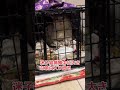 顔も体も大きく捕獲器の中でパツパツの存在感❗️運ぶの思い　きっとボス猫ね体重もかなり