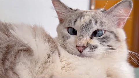 Video 3876351: funnycat cat pet cute, bathing funny, catlover