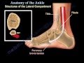 Anatomy of the foot  ankle  everything you need to know  dr nabil ebraheim