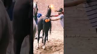 successful Horse Mating 🐎 #shorts #horse #mating #viralvideo #youyubeshort #horsemating #viral