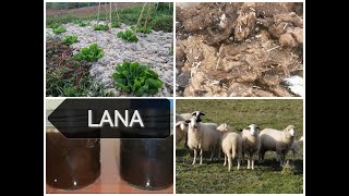 El Lombricero  La lana: de residuo a recurso. 3 usos de la lana. Documental sobre lana de oveja