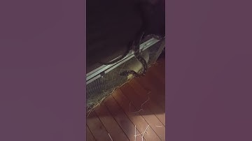 Carpet python in pacific pines