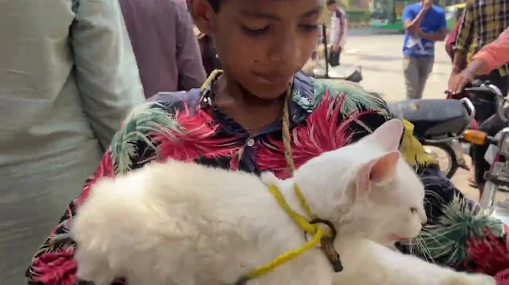 Watch the video about Bacha cat sale kr Raha tha twentle market Lahore || cat for sale || Persian cat #catlover