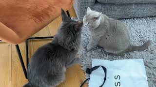 Cat Battle  Maine Coon kitten vs British Blue Part 2 : Adorable Cat Fight!