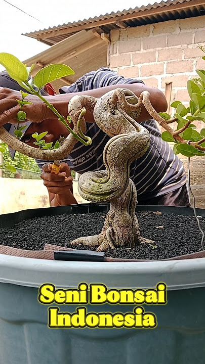 bonsai sancang meliuk liuk #inspiration #bonsai