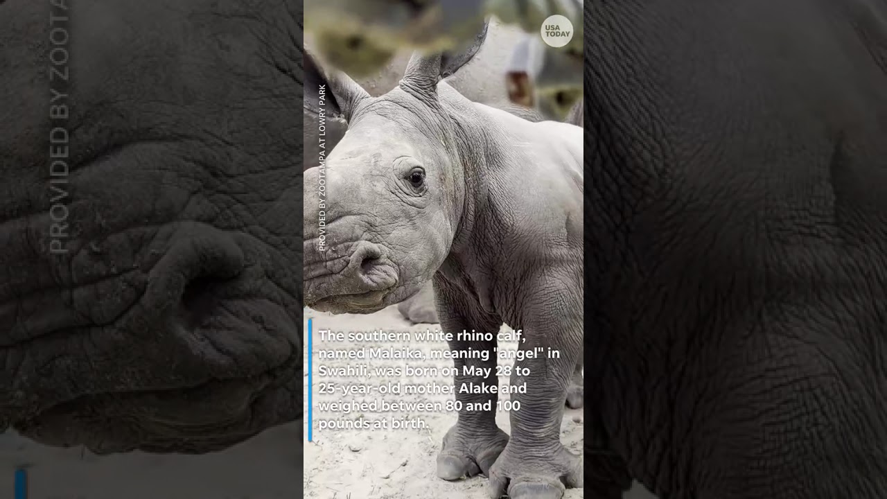 White rhino, two impalas among 54 babies in 2026 at Florida zoo