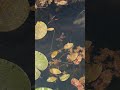 Who can name this species??!