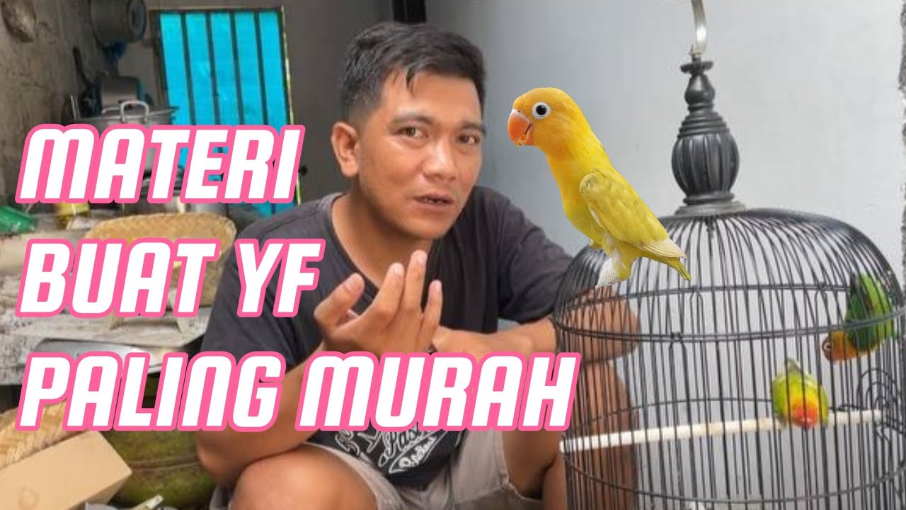BAUDGET MINIM MAU CETAK LOVEBIRD YF