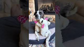 A dog can never have enough lambies! PetSmart Multipet International, Inc