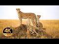 Animals of Africa. Voices and sounds 4K Ultra HD