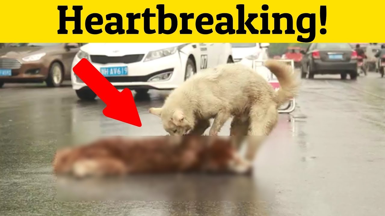 Heartbreaking! This Dog Tries To Wake Up His Motionless Friend On Busy ...