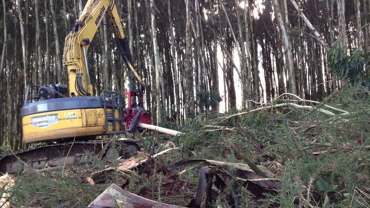 SP591LX on KOMATSU PC288  Descasque eucaliptos inteiros - Paiva Forest