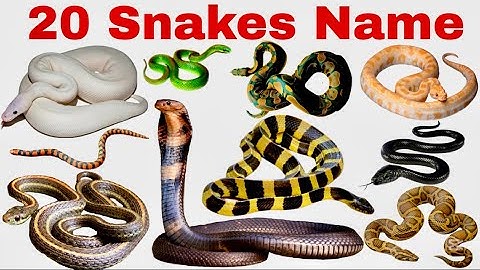 20 Snake Names for Kids | Learn Snake Species in English with Pictures, Facts & Fun Sounds