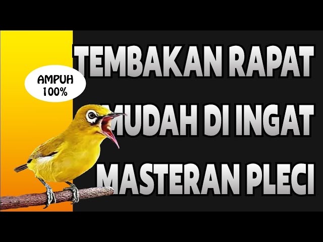 MASTERAN TEMBAKAN PLECI MUDAH DI INGAT _ PLECI NEMBAK RAPAT class=