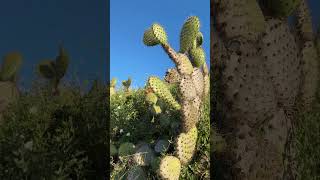 New Hike Ventura Hills in Ventura! Nature Preserve🌿 #shorts #ventura #hike