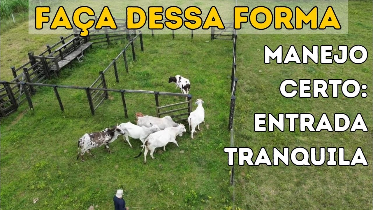 ⚠️Como COLOCAR o Gado no CURRAL Facilmente para FAZER o MANEJO Sanitário.