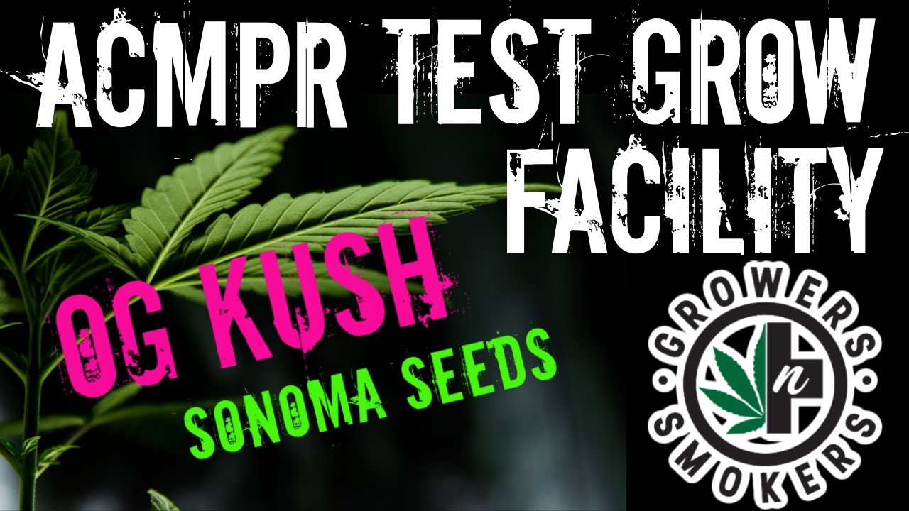 OG Kush Sonoma Seeds Cannabis seed close up sprouting Growers n' Smokers