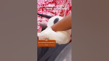 #youtubeshorts #catlover #catkittenanimal #pets #funny #kitten #cute #youtube #shorts