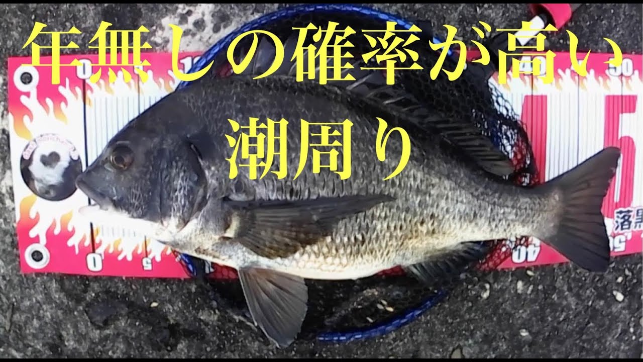 年無しの確率が高い潮周り・・・【チヌ釣り 黒鯛釣り ヘチ釣り