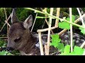 Косулёнок и заботливая мама (Косуля европейская) || Roe deer baby