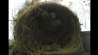 Robins' Nest Live Stream