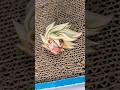 ドラゴンボール孫悟空リペイント #dragonballz #ドラゴンボール #dragonball