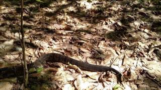 Timber Rattlesnake, Lake George, New York