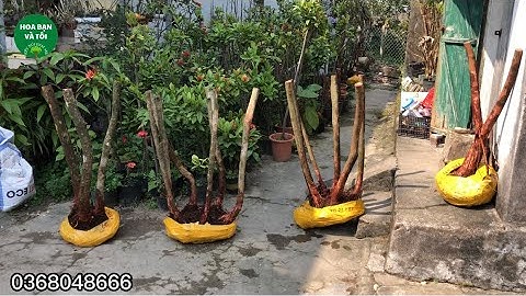 GL.phôi sim rừng bầu đẹp rễ nhiều.Hoa bạn và tôi