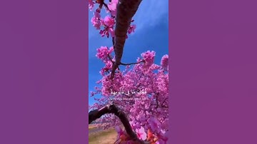 تلاوة جميلة القارئ عبد الرحمن مسعد /سورة الفتح آية ١٨/ ﴿لَقَد رَضِيَ اللَّهُ عَنِ المُؤمِنين ﴾