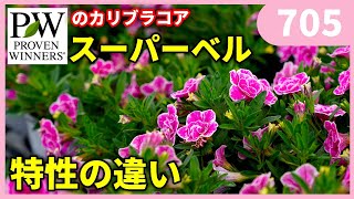 PW】スーパーベルの紹介 by園芸チャンネル 705 園芸 ガーデニング