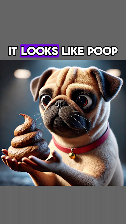 It Look Like Poop? #dog #funny #funnyvideo