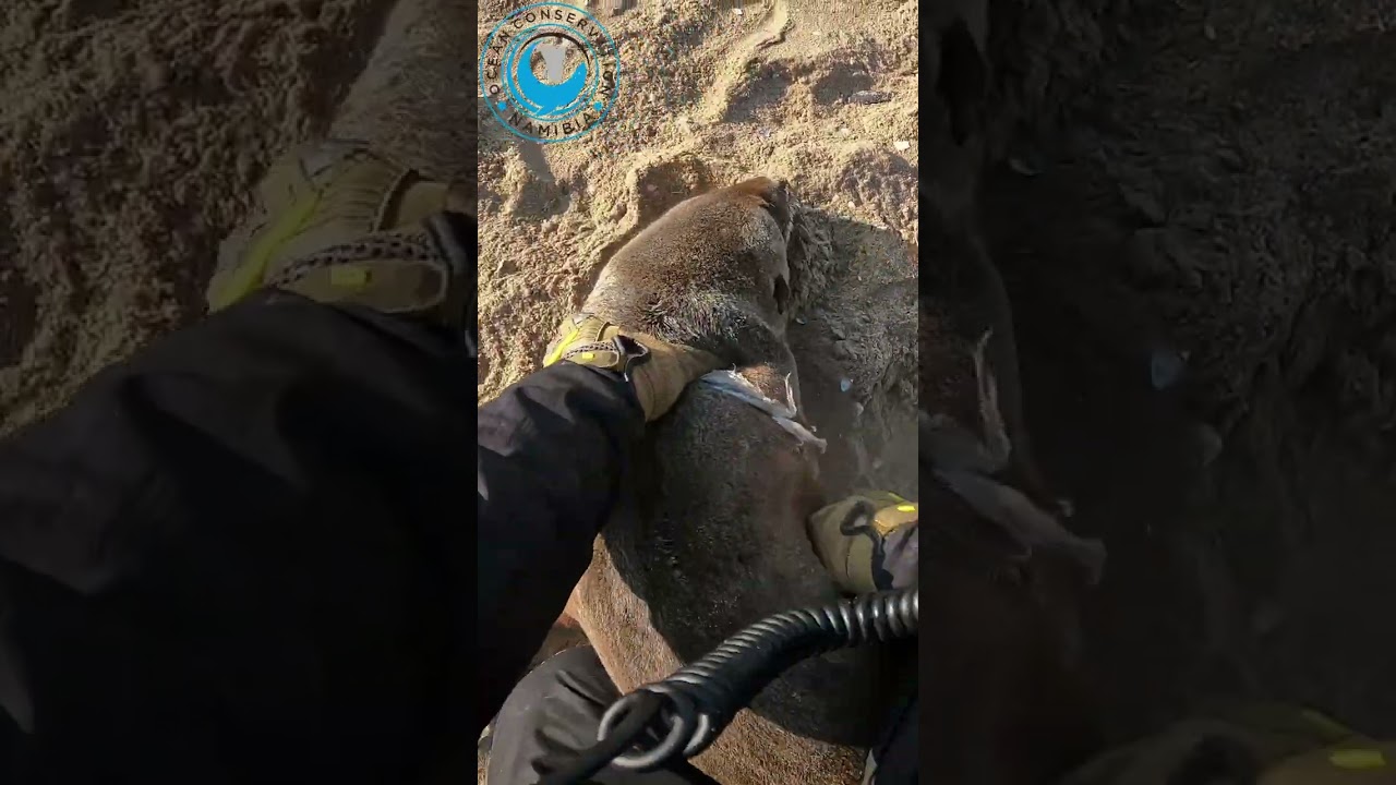 Single use plastic cut from seal's neck!   