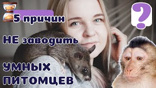 5 причин Не заводить УМНЫХ питомцев. ХИТРЫЕ Бестии :)