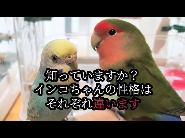1分解説】知っていますか？インコちゃんの性格はそれぞれ違います