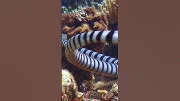 Fakta Menarik Ular Laut yang Beracun #shorts