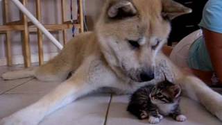 Akita and kitten meet for the first time...friends forever