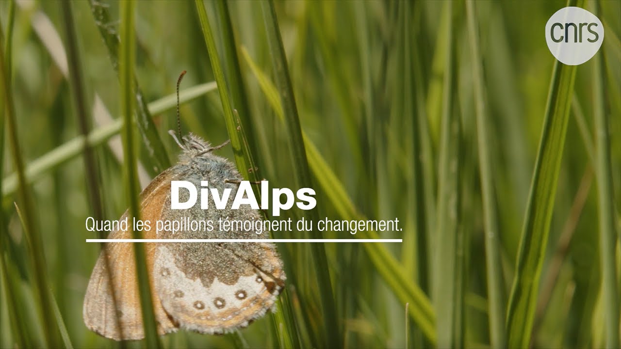 DivAlps, Quand les papillons témoignent du changement  I Focus sciences I CNRS Alpes