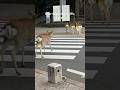 Deer crossing the road #shorts #foryou #japan #viralvideo