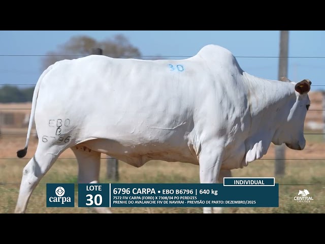 46º Mega Leilão Anual Carpa | LOTE 30