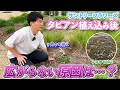 【グランドカバー】タピアンが広がらない?理由を解説します