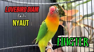 Pancingan lovebird fighter ngekek panjang, LOVEBIRD Malas Auto Nyaut dengar ini COBA SAJA !!