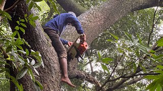 Trembesi tree felling in hilly area, Husqvarna 3120 xp chainsaw.