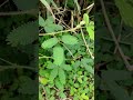 Mimosa Pudica Mimosapudica Sensitiveplant Shorts 