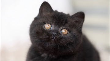 “Intro II” official music video, Feii Vang