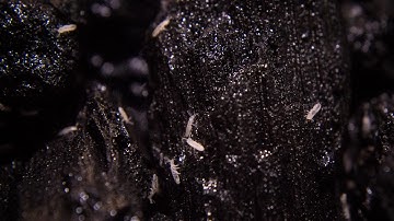 All About Springtails - Care, Culturing, Seeding & More