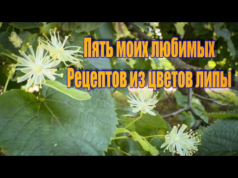 Vlog 576 - Липа цветёт – собираем урожай и любуемся…