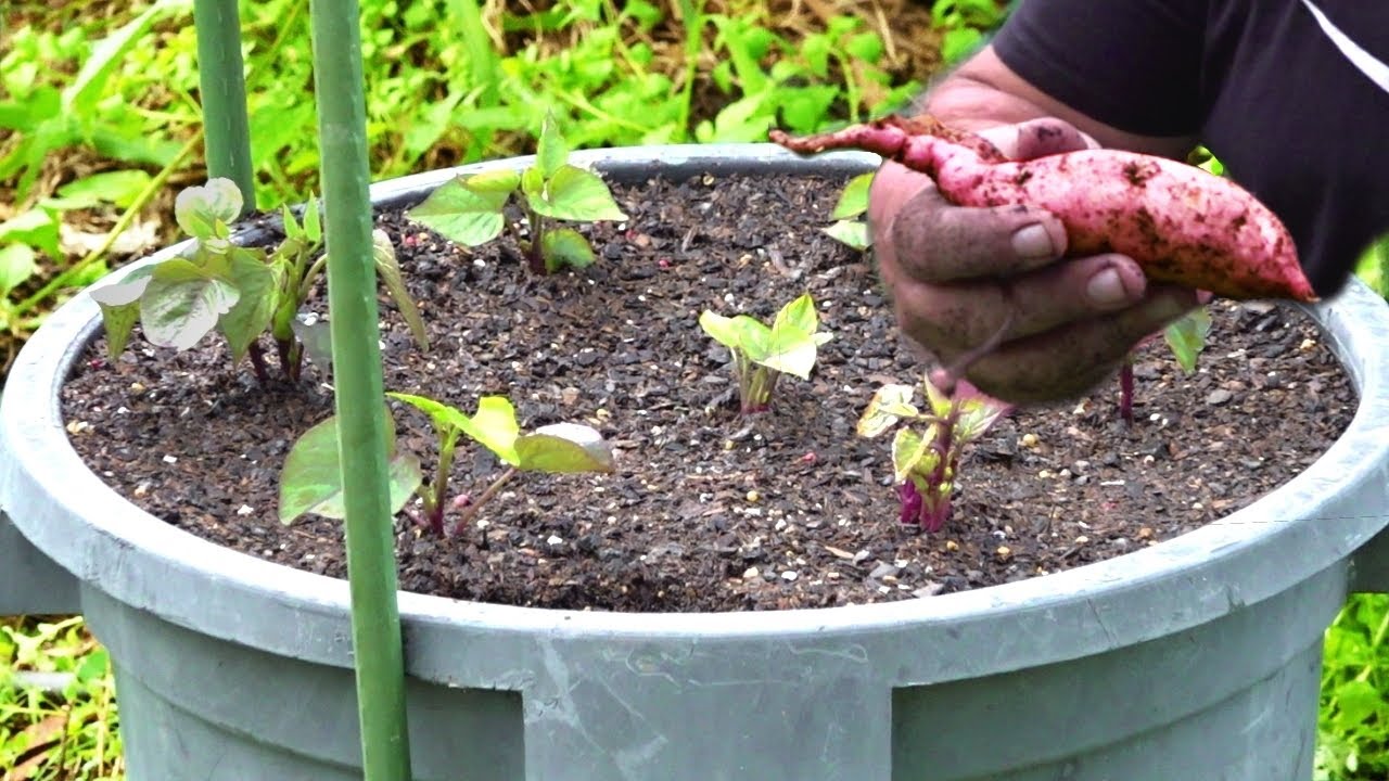 Growing Potatoes in Grow Bags from Planting to Harvest - Squire's